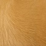 Rodeo Hairy Mountain Tan